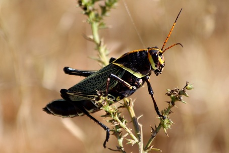 Picture of a Horse Luber. A large yellow and black grasshopper with black and orange attena 