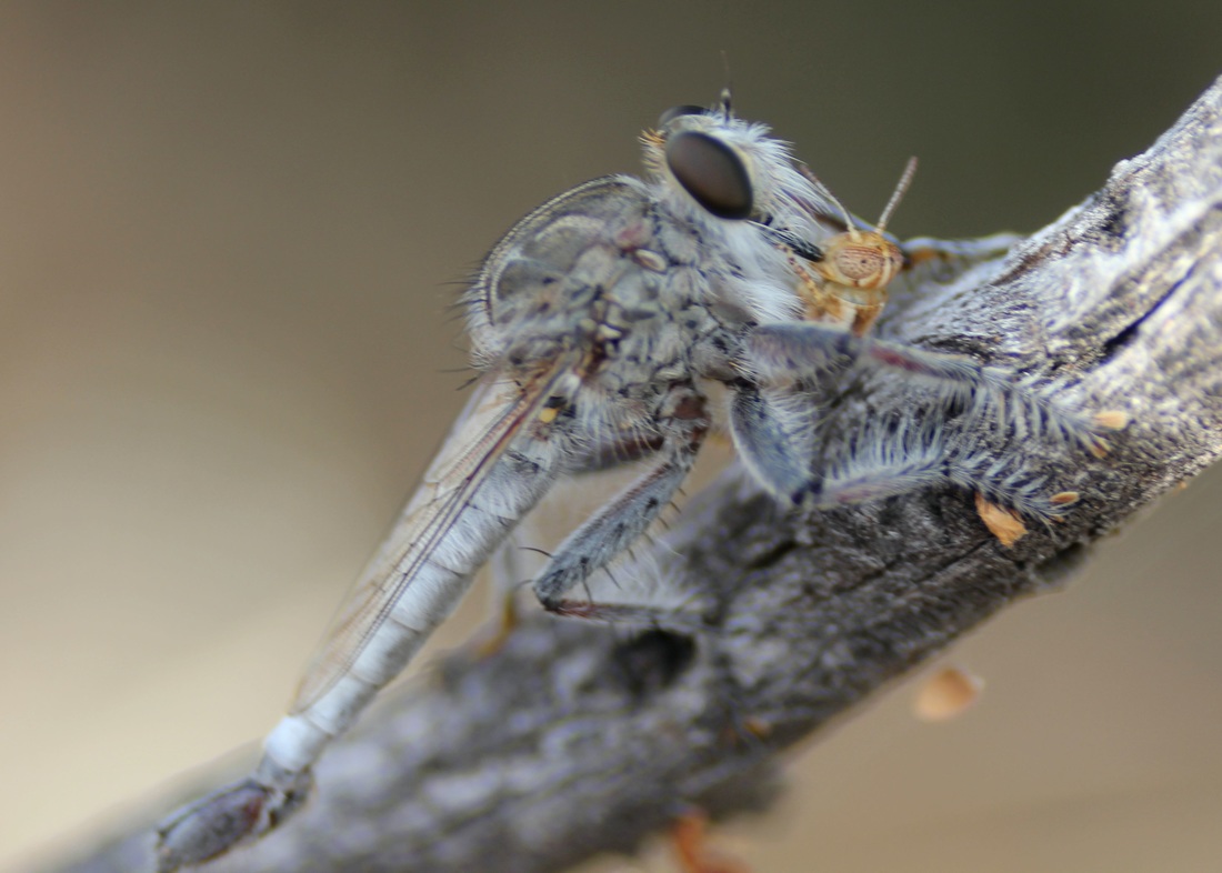 A picture of a Robber Fly eating a small grasshopper.