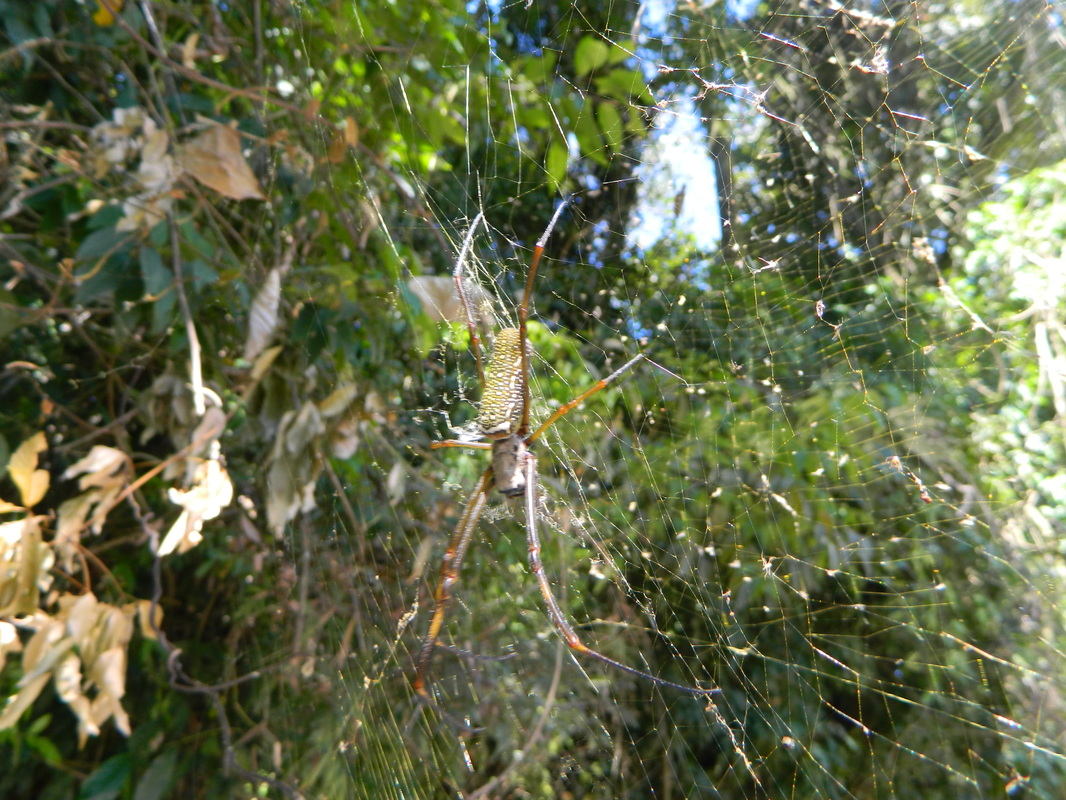 A large golden silk orb weaver spider sitting in its web. 