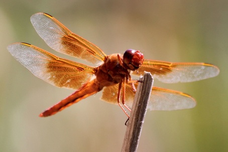 Picture of a Flame Skimmer DRagonfly. A large red dragonfly common in much of Arizona