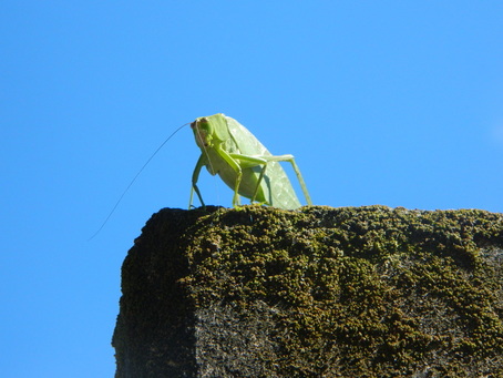 A katydid sitting on top of a pole.