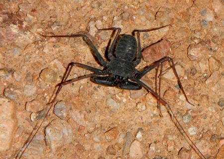 A picture of a tailless whipscorpion.