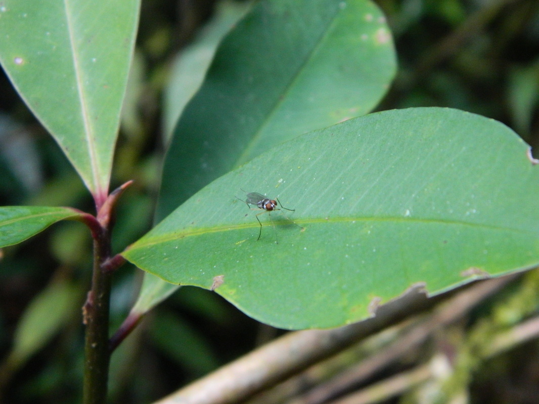 A long-legged fly defending his territory, which consist of a few leaves