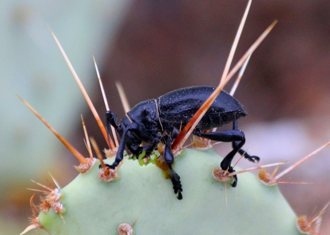 A picture of a Cactus Longhorn Beetle munching on a prickly pear pad.